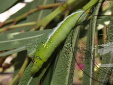 Бражник олеандровый 002